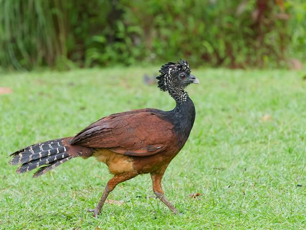 <h3><a href="/trips/costa-rica/biota/animalia/chordata/aves/006 galliformes/002 cracidae/crax rubra/crax rubra-nl.html">Crax&nbsp;rubra</a> / Great&nbsp;curassow / Bruine&nbsp;hokko</h3>OM-1 Mark II met OLYMPUS M.150-400mm F4.5, 1/640 sec  bij F4.5, ISO 5000, afstand 16.7&nbsp;m